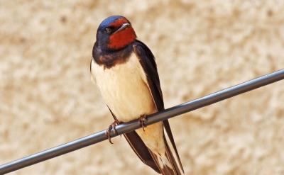 Centro Veterinario Giarre E Primavera E Arrivano Le Rondini Messaggere